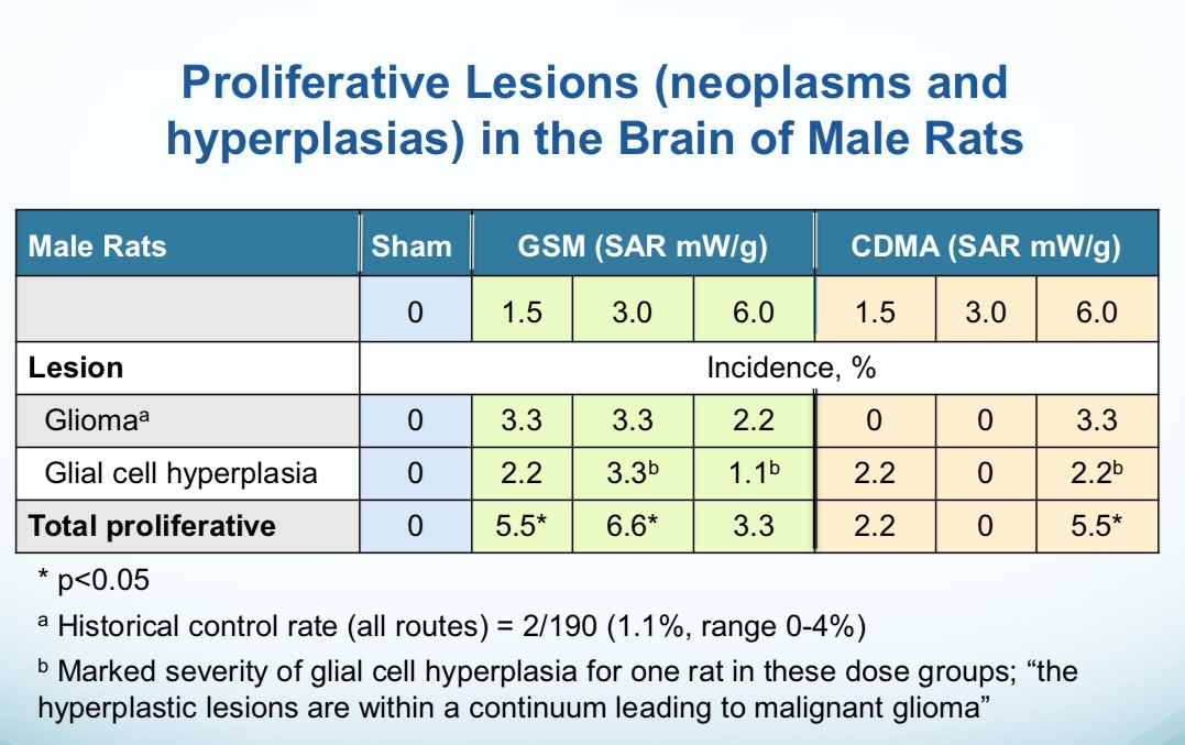 Melnick: glioma and hyperplasia GSM rats